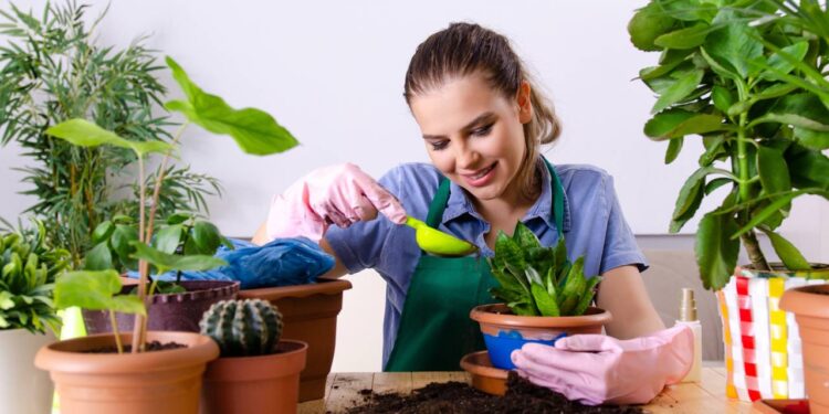 Plantas simples de cultivar para iniciantes em jardinagem