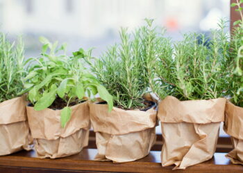 3 plantas que ajudam a regular o colesterol e protegem o coração