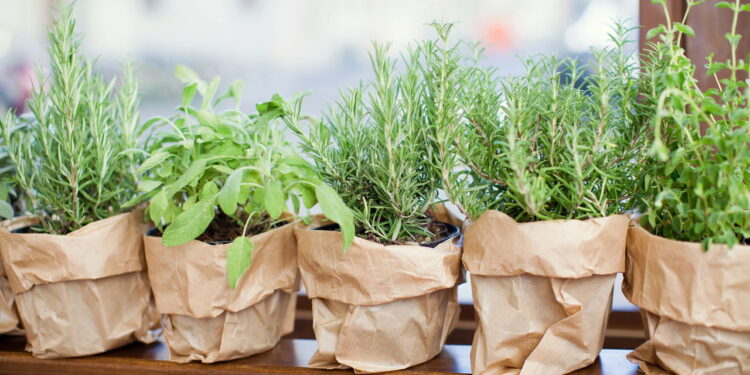 3 plantas que ajudam a regular o colesterol e protegem o coração