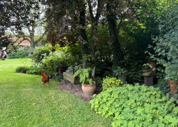 Plantas que oferecem sombra leve e criam cantos aconchegantes no lar