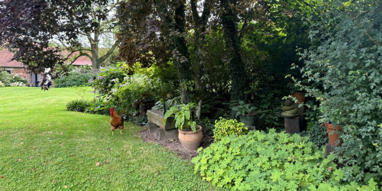 Plantas que oferecem sombra leve e criam cantos aconchegantes no lar