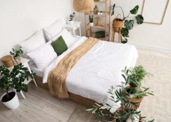 Plantas para decorar quartos pequenos com pouca Luz