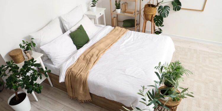 Plantas para decorar quartos pequenos com pouca Luz