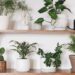 Plantas que crescem rápido e renovam o visual da casa