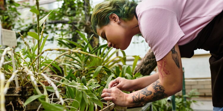 A planta medicinal que agrada tanto jardineiros quanto donas de casa