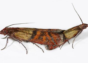 Aprenda a como eliminar traças de alimentos secos da sua despensa