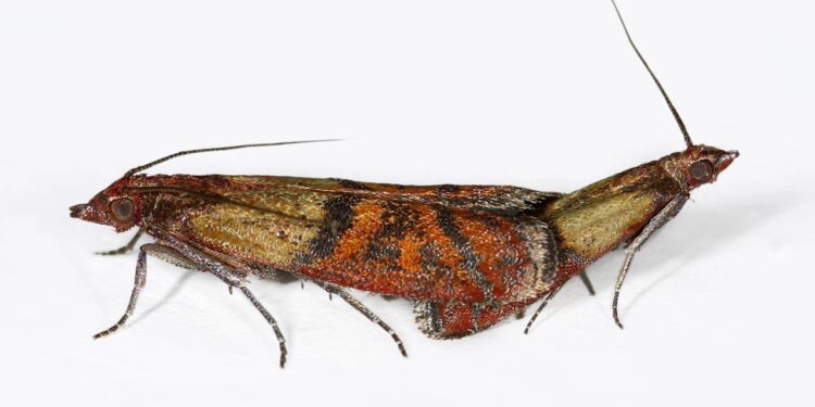 Aprenda a como eliminar traças de alimentos secos da sua despensa