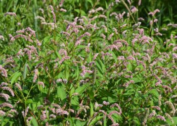 A melhor opção natural para feridas, sangramentos e alívio da dor