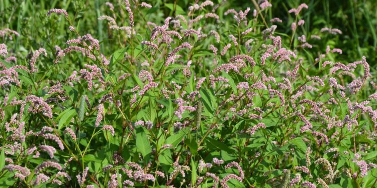 A melhor opção natural para feridas, sangramentos e alívio da dor