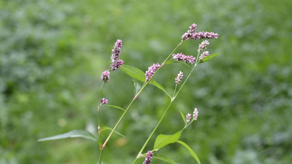 A melhor opção natural para feridas, sangramentos e alívio da dor