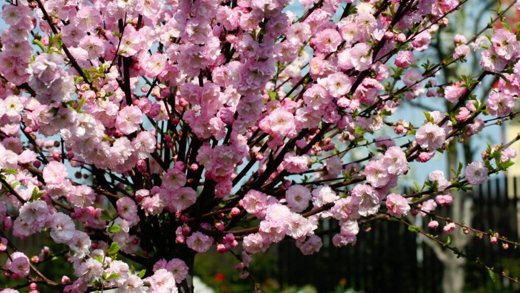 Sombra sem bagunça: saiba quais são as árvores perfeitas para o seu jardim