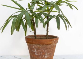 Nem planta grande, nem planta pequena: o charme das plantas médias