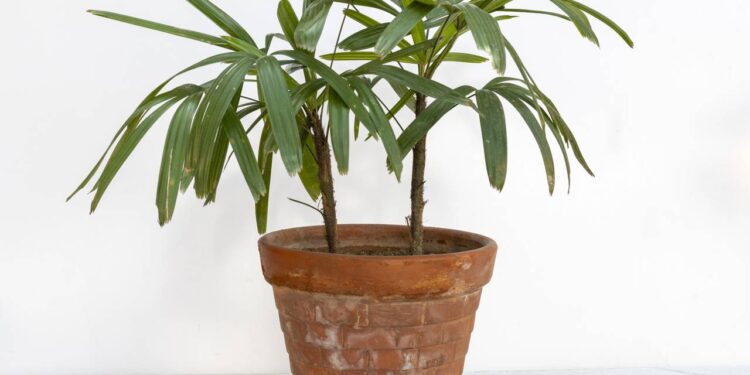 Nem planta grande, nem planta pequena: o charme das plantas médias