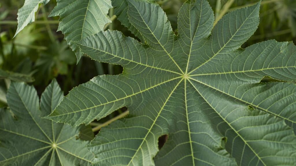Afaste besouros do seu jardim com essas plantas de folhas largas