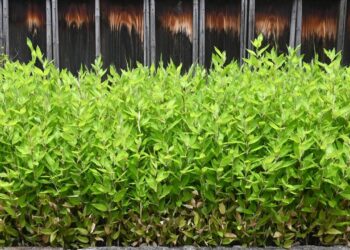 Essa planta contribui para o equilíbrio do corpo e do ambiente