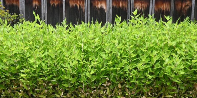 Essa planta contribui para o equilíbrio do corpo e do ambiente