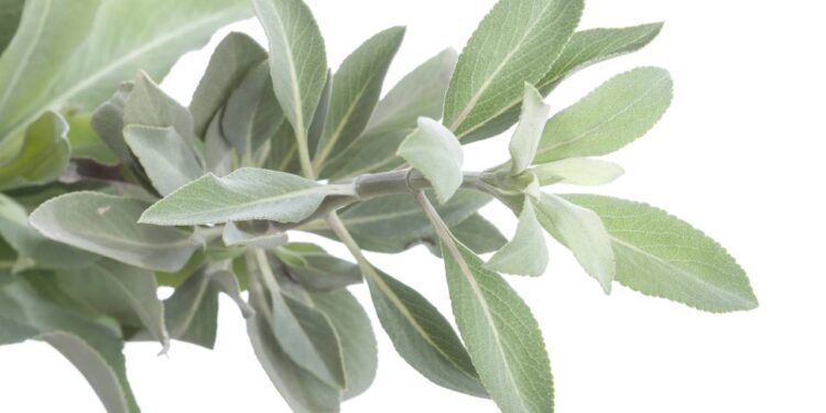 Aprenda a cultivar sálvia-branca para afastar mosquitos