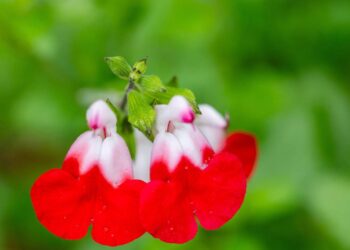 Três ervas para o quintal que perfumam, curam e temperam