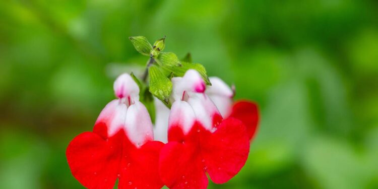 Três ervas para o quintal que perfumam, curam e temperam