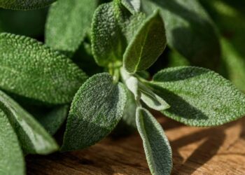 Erva milenar usada na medicina tradicional que transforma corpo e mente