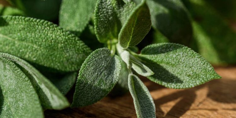 Erva milenar usada na medicina tradicional que transforma corpo e mente