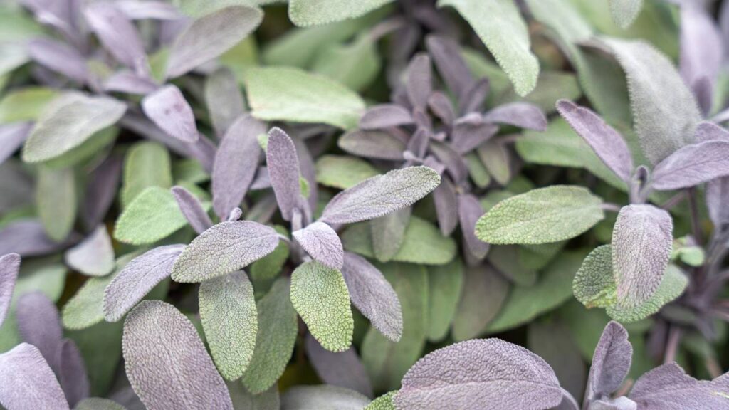 Erva milenar usada na medicina tradicional que transforma corpo e mente