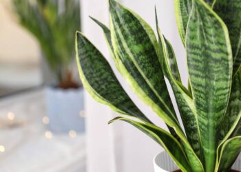 Essa planta é símbolo de proteção, sorte e equilibra qualquer espaço