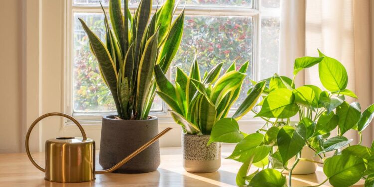 Muitos têm essa planta, mas poucos sabem onde colocar para decorar e proteger a casa