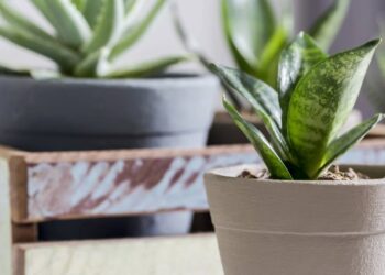 Muitos têm essa planta, mas poucos sabem onde colocar para decorar e proteger a casa