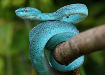 Não plante estas árvores no jardim: cheiro bom, mas atrai cobras