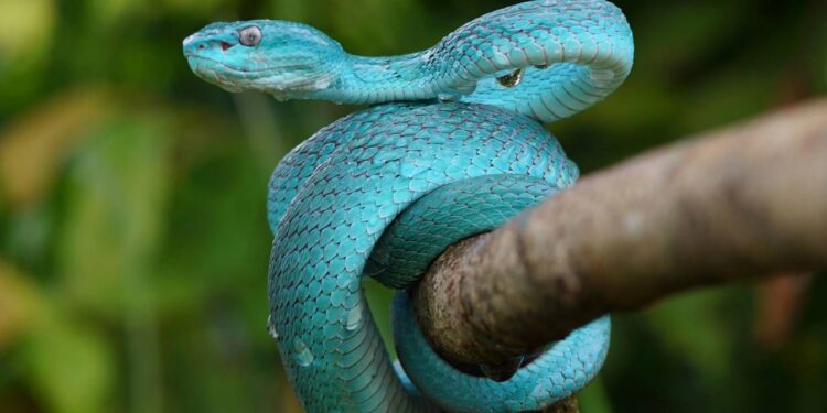 Não plante estas árvores no jardim: cheiro bom, mas atrai cobras