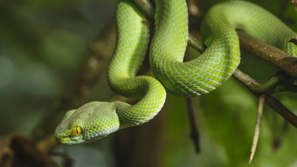 Não plante estas árvores no jardim: cheiro bom, mas atrai cobras