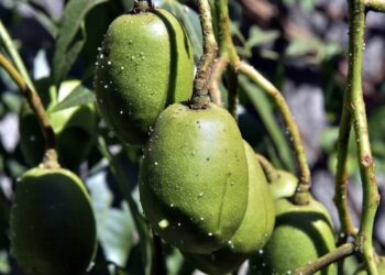 4 frutas que você pode cultivar até em vasos pequenos