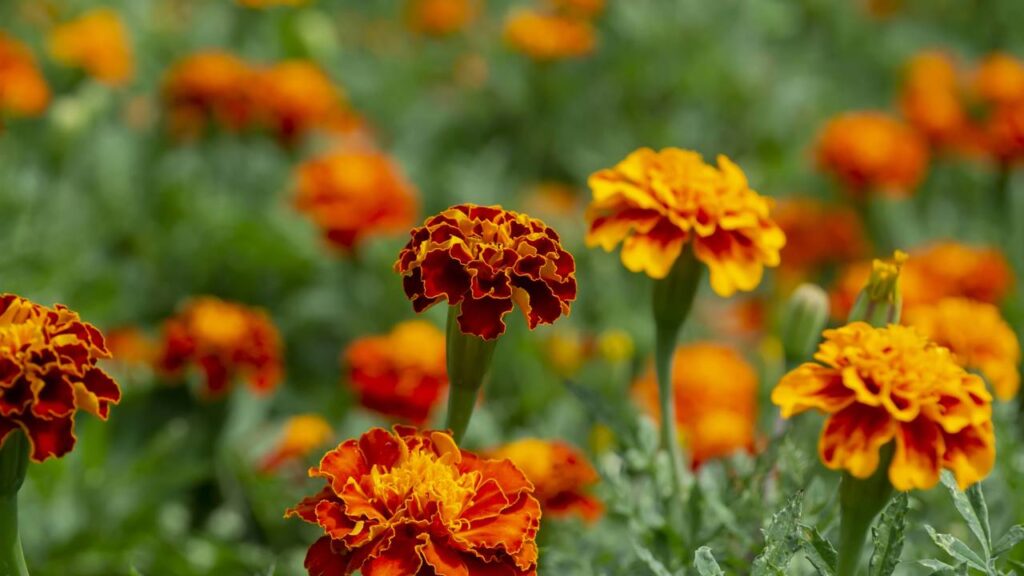 Plantas que afastam formigas e ainda perfumam o ambiente