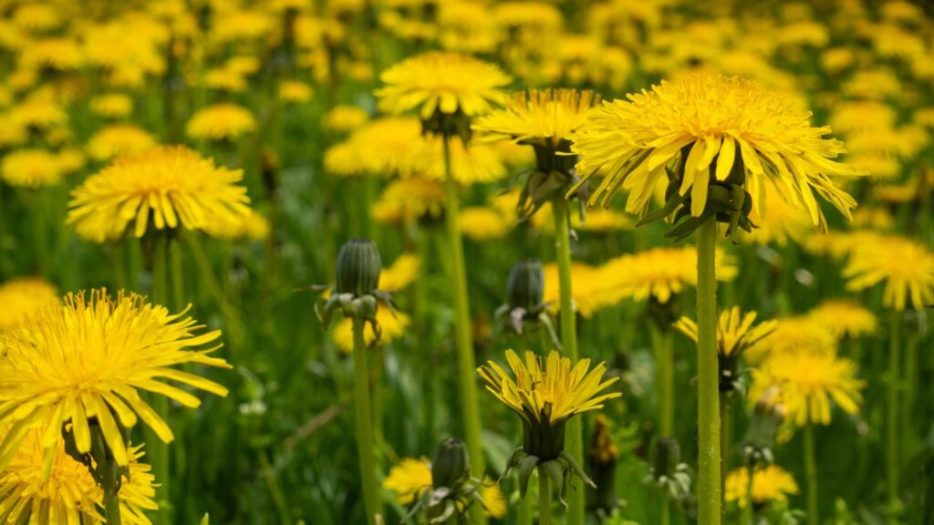 A planta de jardim que pode melhorar sua digestão e fortalecer sua imunidade
