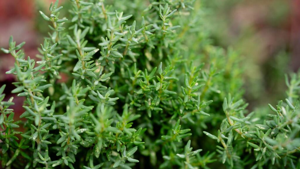 Essa erva é fácil de cultivar e ajuda a melhorar a garganta e o estômago