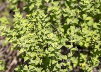 Como cultivar tomilho em casa e aproveitar suas funções medicinais