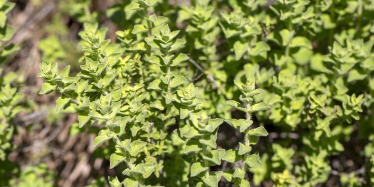 Como cultivar tomilho em casa e aproveitar suas funções medicinais