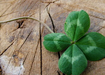 3 plantas que atraem boas energias e pedem pouco cuidado