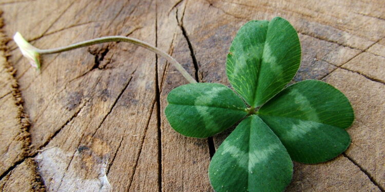 3 plantas que atraem boas energias e pedem pouco cuidado