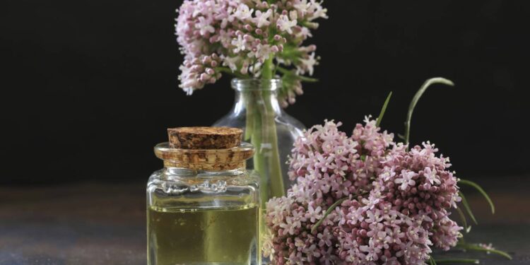 Aprenda a fazer o chá de valeriana que ajuda a relaxar e traz leveza