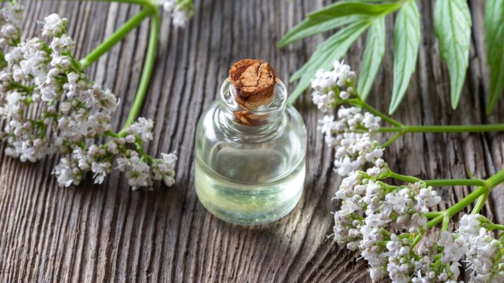 A planta medicinal do momento que está se destacando pelos benefícios à saúde