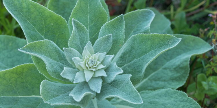 Plantas medicinais alternativas que ajudam na circulação e respiração