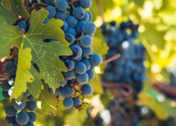 Uva escura: combate inflamação, protege o coração e ainda pode prevenir doenças graves