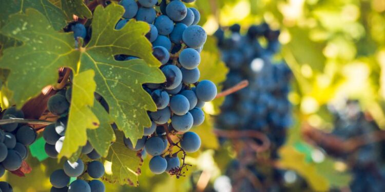 Uva escura: combate inflamação, protege o coração e ainda pode prevenir doenças graves