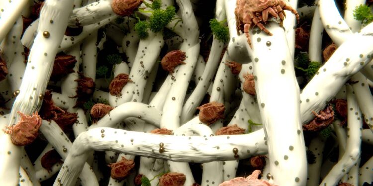 Como manter a casa livre de ácaros e alergias com hábitos simples