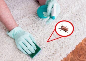 Colchão sem ácaros com 1 ingrediente que você já tem em casa