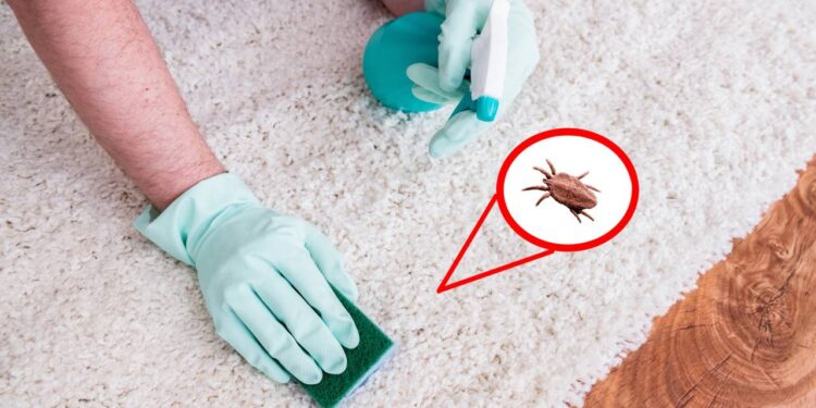 Colchão sem ácaros com 1 ingrediente que você já tem em casa