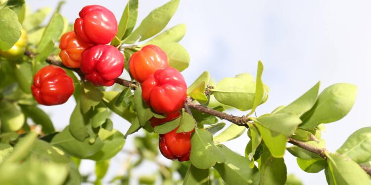 Acerola é uma das frutas mais ricas em vitamina C e repleta de ativos poderosos para a saúde