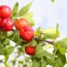 Acerola é uma das frutas mais ricas em vitamina C e repleta de ativos poderosos para a saúde